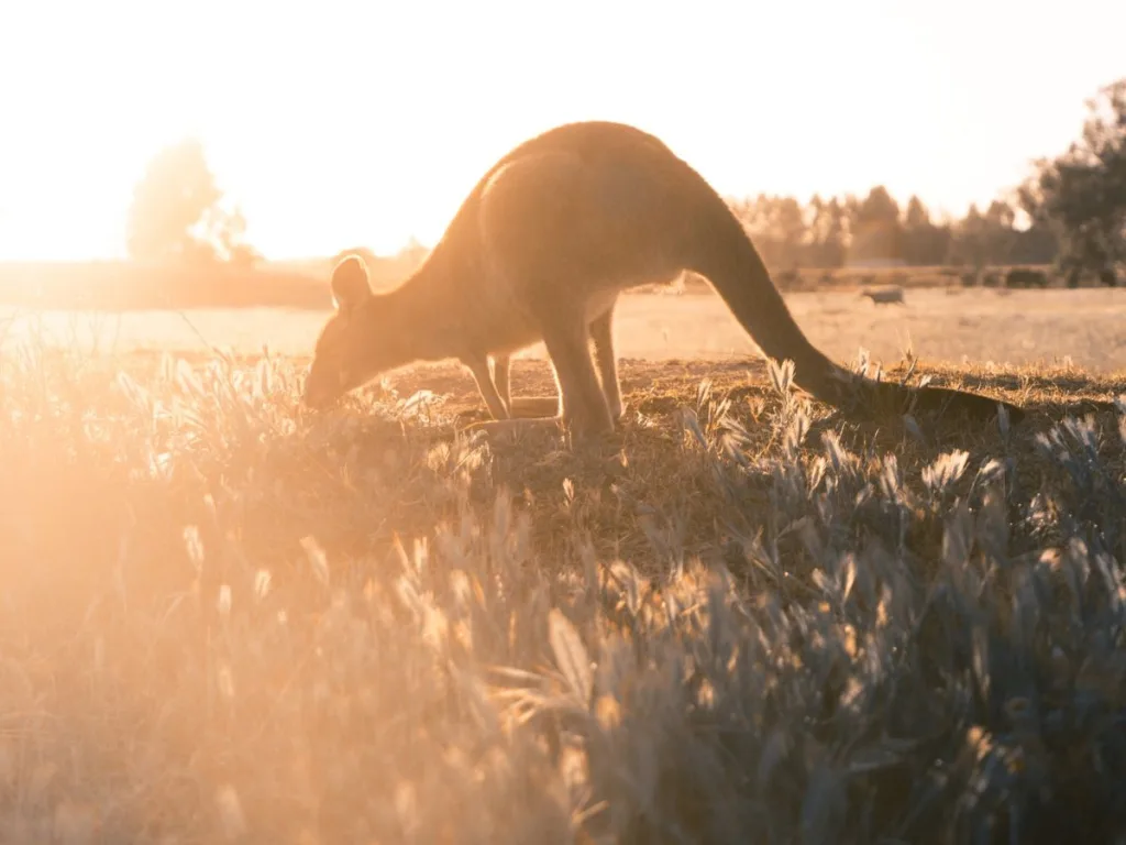 Kangaroe in Australië