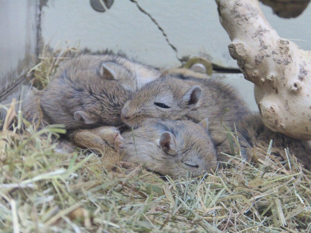 Gerbils zijn erg leuke knaagdieren die gezelschap van soortgenoten nodig hebben - Groepje gerbils liggen samen te slapen in hooi