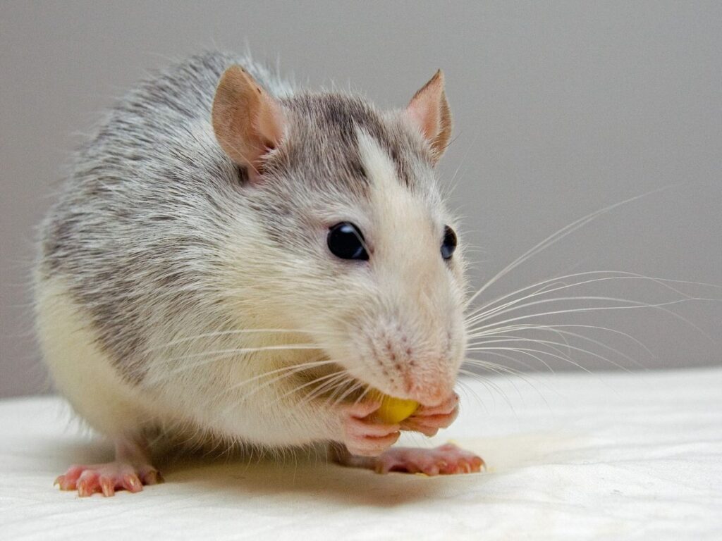 Ratten zijn erg sociale knaagdieren - Rat met eten in de handjes