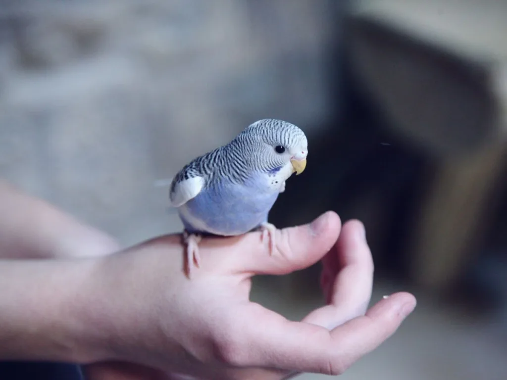 Geef jouw huisdier de beste zorg: kies voor een gespecialiseerde dierenarts - Vogeltje op een hand