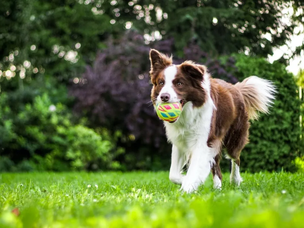 Hond is geadopteerd als huisdier en aan het spelen met een bal in de tuin