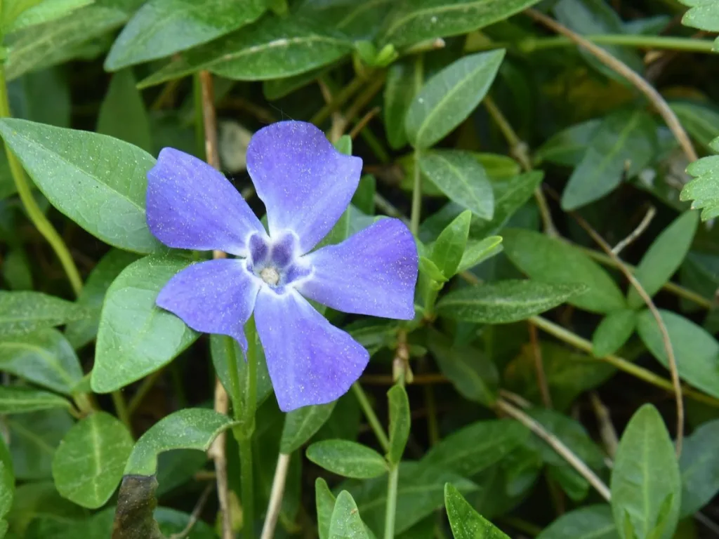 Vinca Minor plantje met blauw/paars gekleurde bloem is een goede bodembedekker voor in een onderhoudsvriendelijke tuin