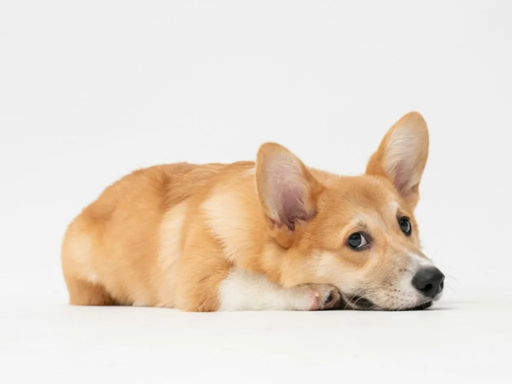 Corgi hond ligt verdrietig op de grond omdat het dier zich niet lekker voelt door een allergie