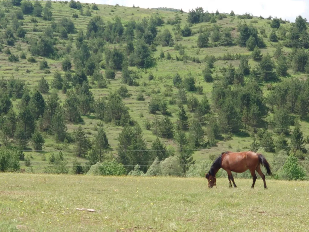 Groene heuvels in Voskopoje in Albanie en een paard dat staat te grazen