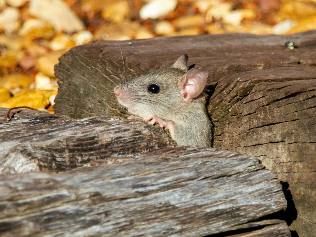 Jonge wilde rat zit tussen balken in de tuin en komt met het hoofdje tussen de balken uit