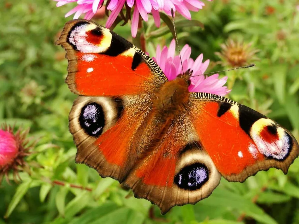 8 tips voor het creëren van een kleine natuurlijke tuin