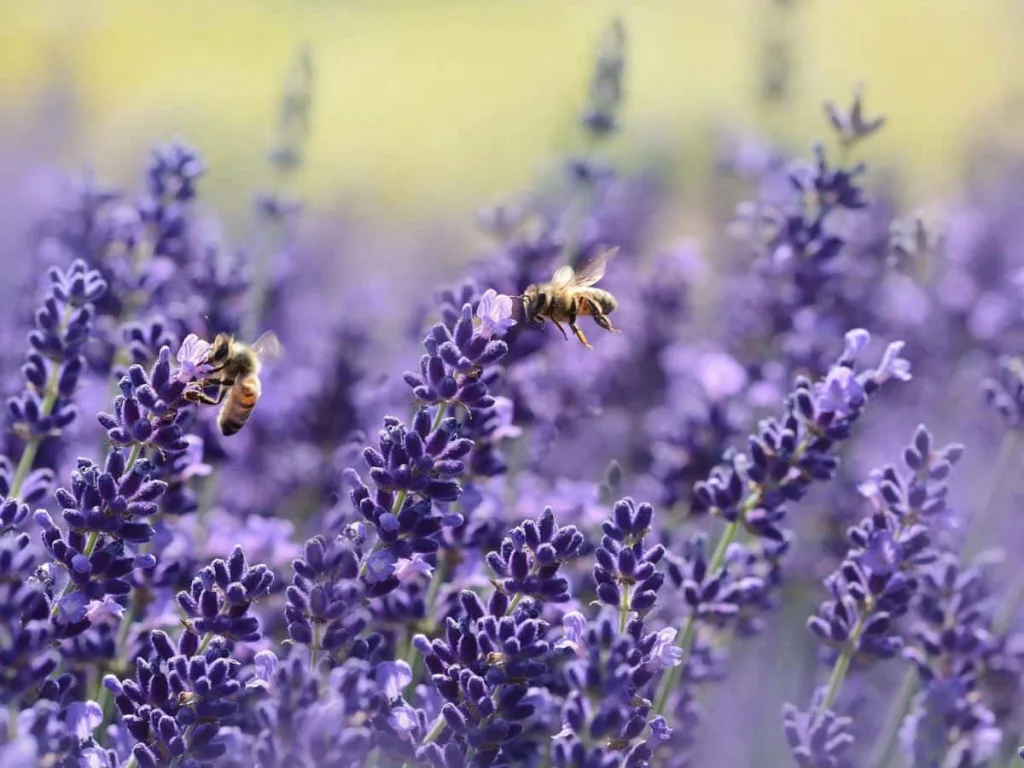 Creëer een diervriendelijke tuin: 7 praktische tips