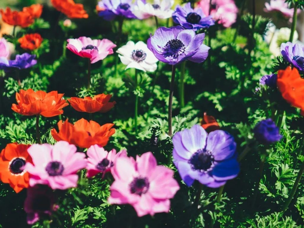 8 tips om je tuin gezellig te maken