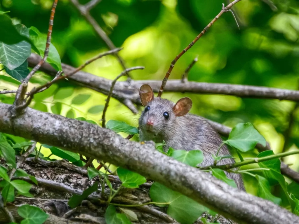 Wilde muis in een begroeide tuin tussen de groene bladeren en takken