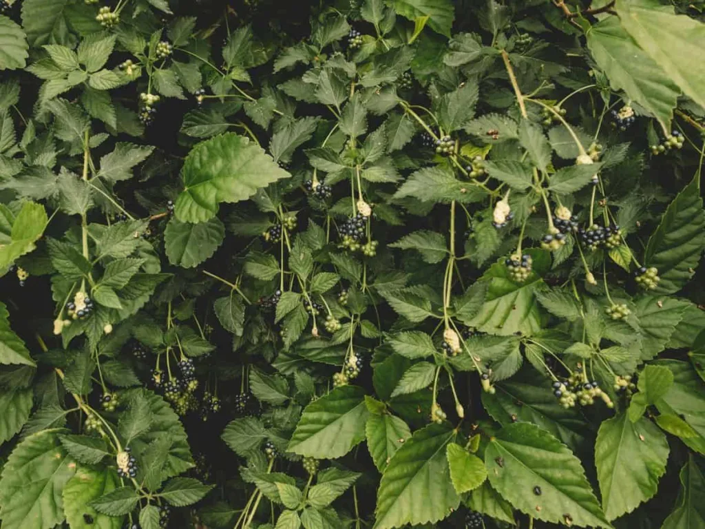 8 tips voor het creëren van een kleine natuurlijke tuin