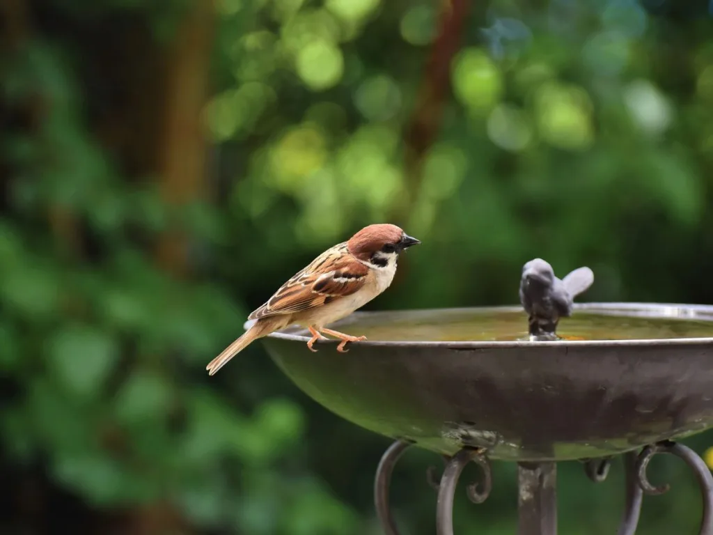 Creëer een diervriendelijke tuin: 7 praktische tips