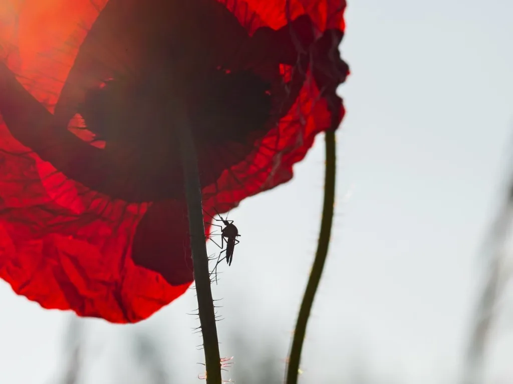 Maak je huis klaar voor de zomer: praktische tips om insecten tegen te gaan