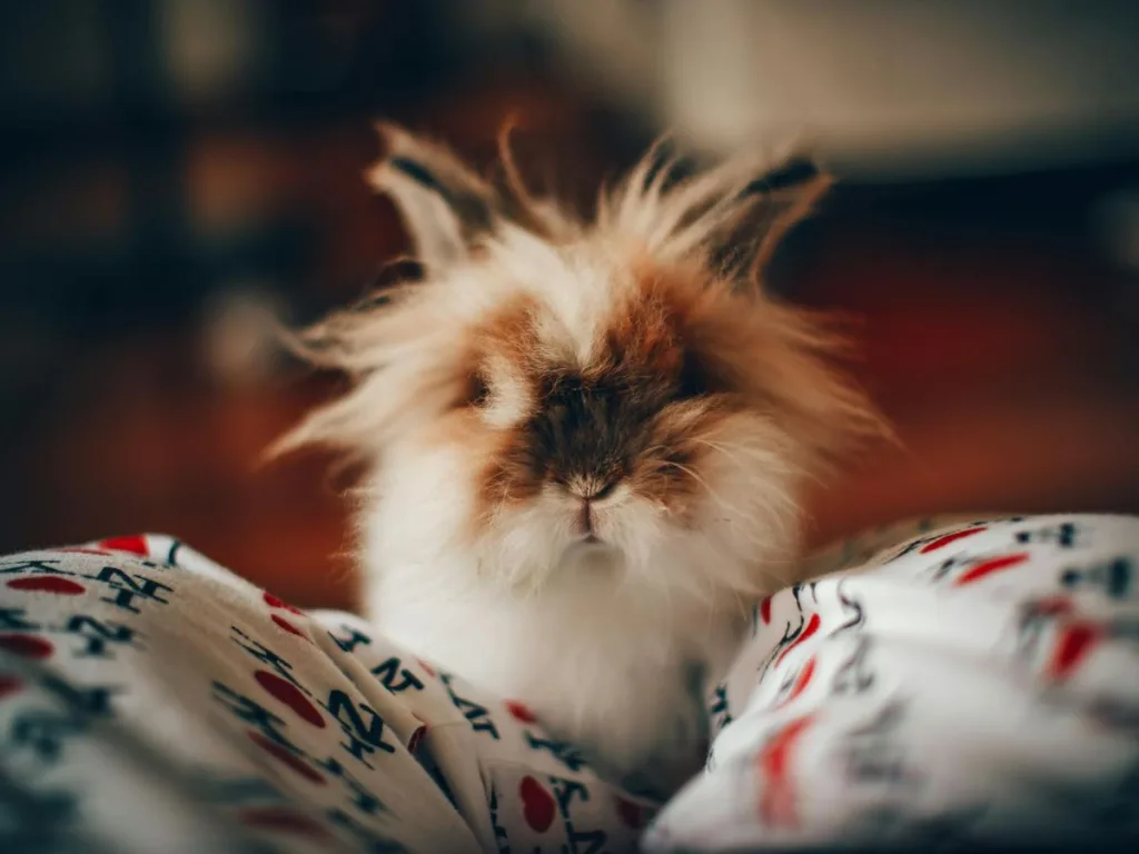 Redenen waarom je vandaag nog een dier financieel wilt adopteren + mijn eigen ervaring hiermee