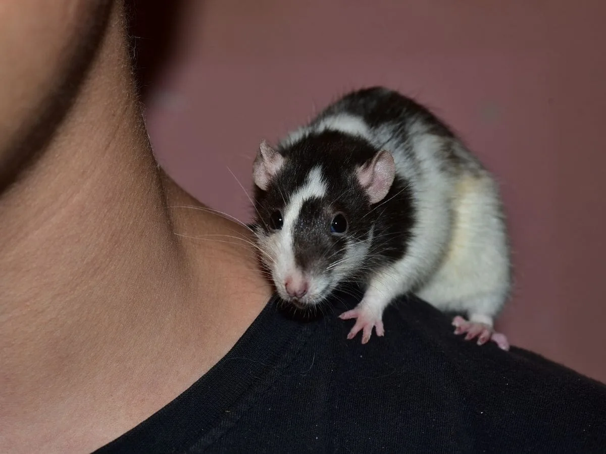 7 dingen die jij wilt weten voordat je ratten als huisdier neemt