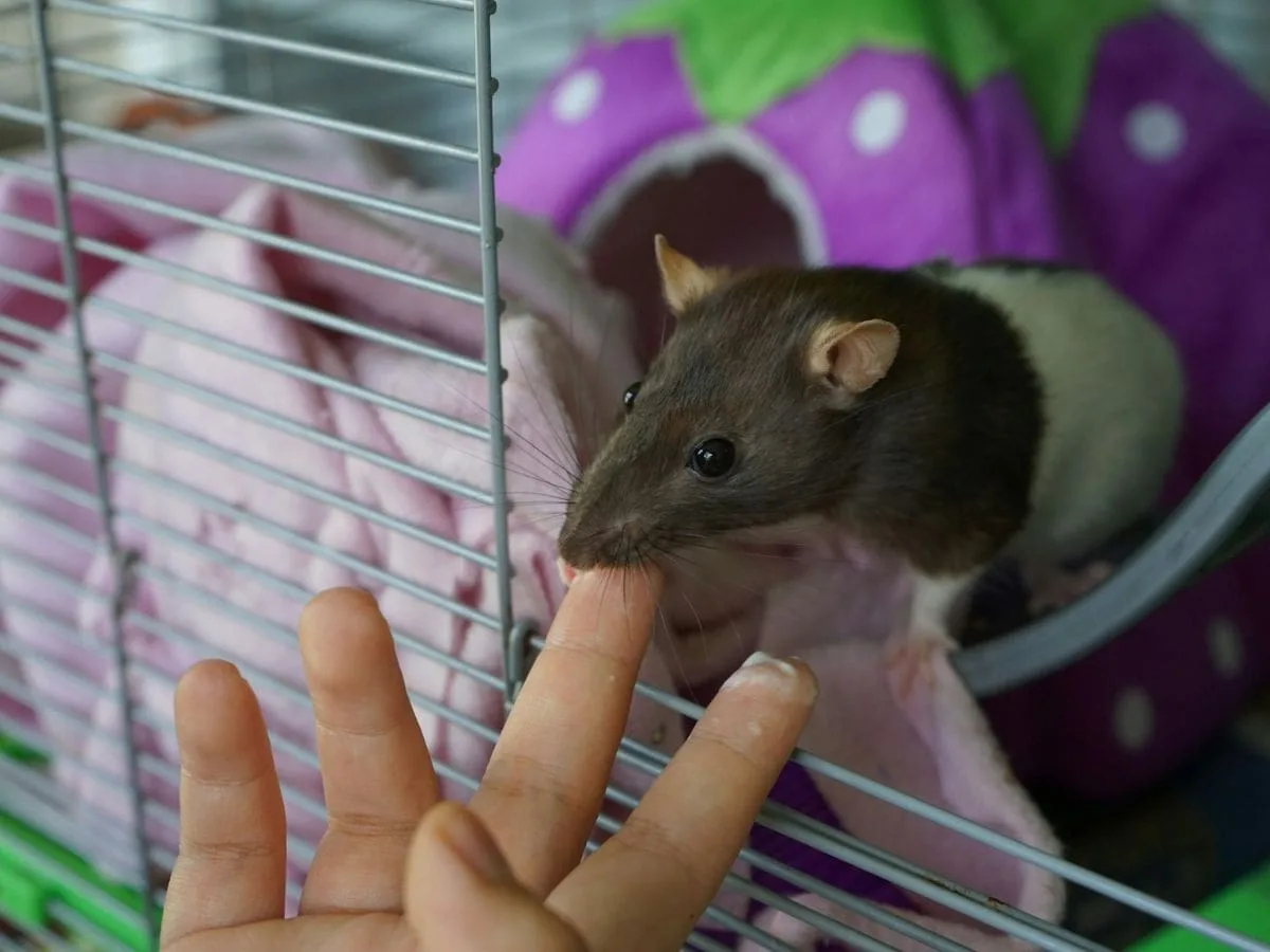 7 dingen die jij wilt weten voordat je ratten als huisdier neemt