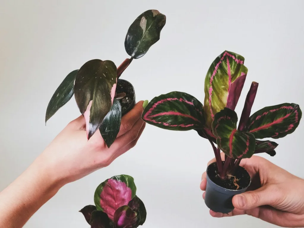 Ontdek de voordelen van mini-plantjes en waarom ik er gek op ben!
