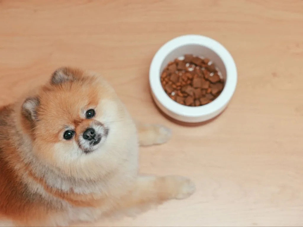 Heeft mijn hond speciale voeding nodig?